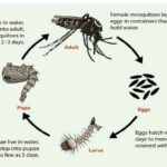 Siklus Komplet Daur Hidup Nyamuk dengan Gambarnya